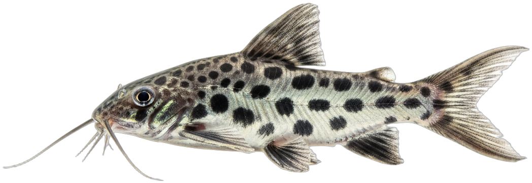 Pictus Catfish