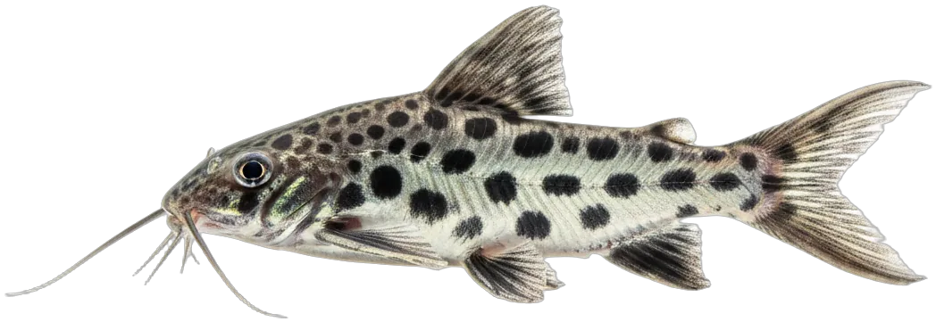 Pictus Catfish (Pimelodus pictus)
