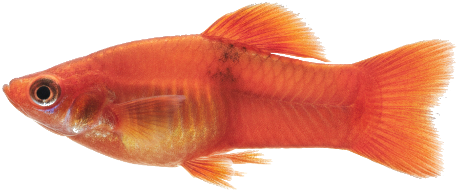 Platy