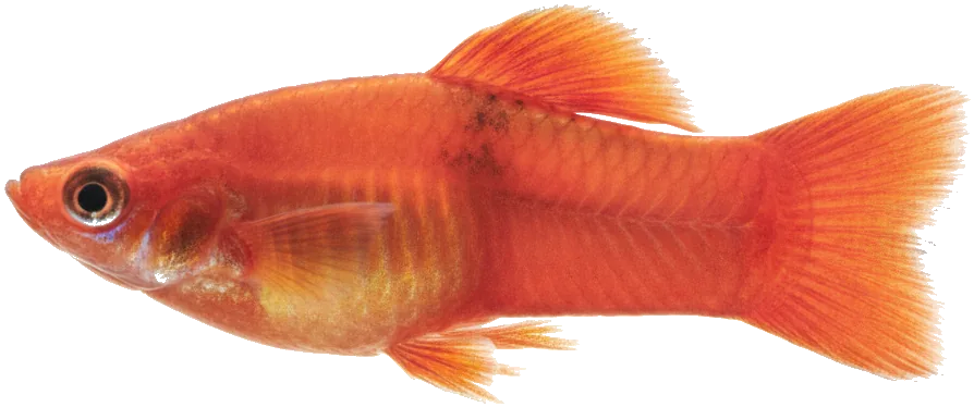 Platy (Xiphophorus maculatus)