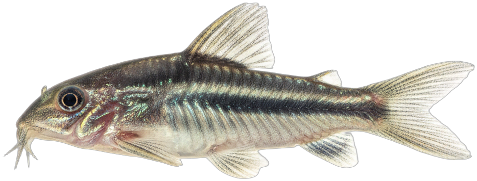 Pygmy Corydoras