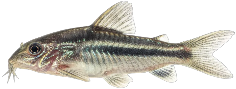 Pygmy Corydoras (Corydoras pygmaeus)