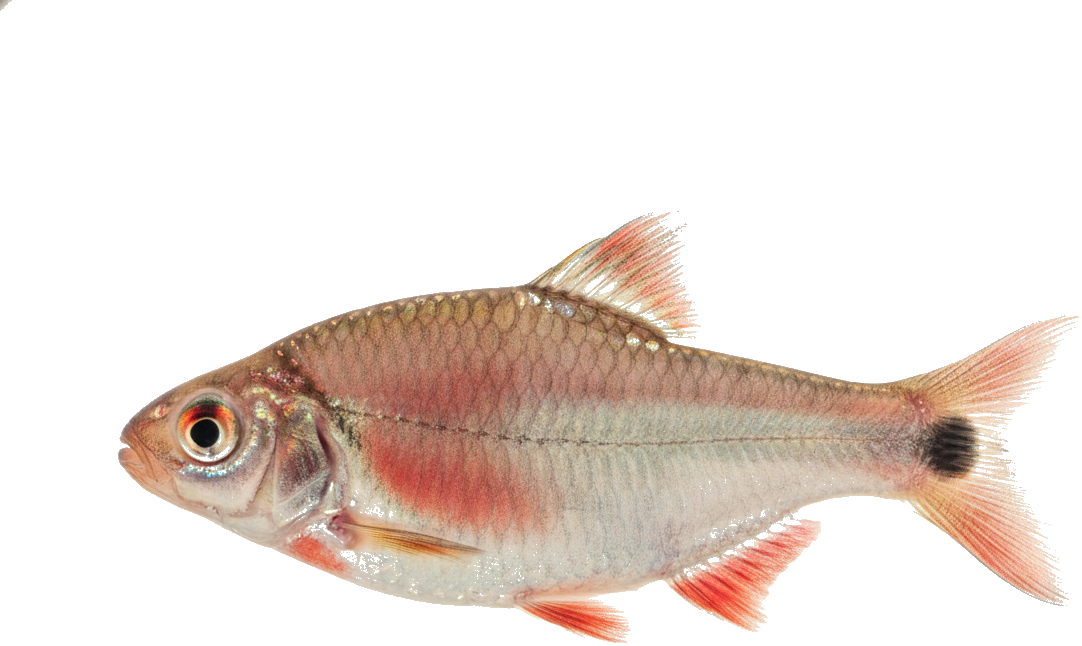 Rosy Barb