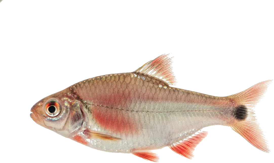 Rosy Barb (Pethia conchonius)