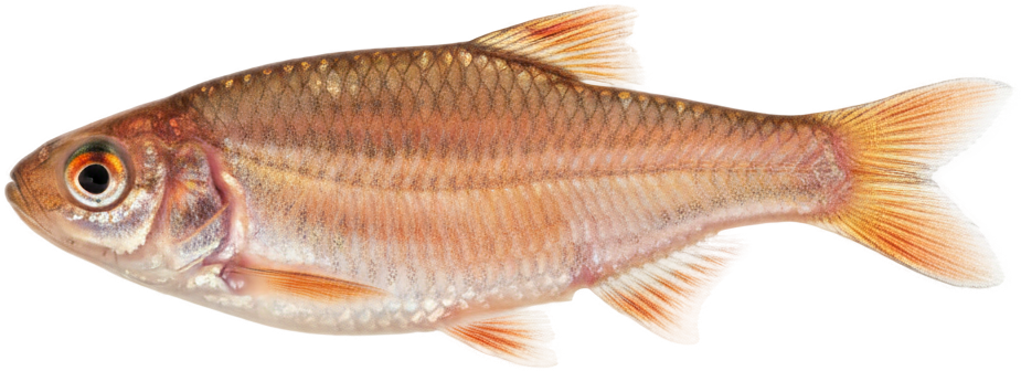 Rosy Red Minnow