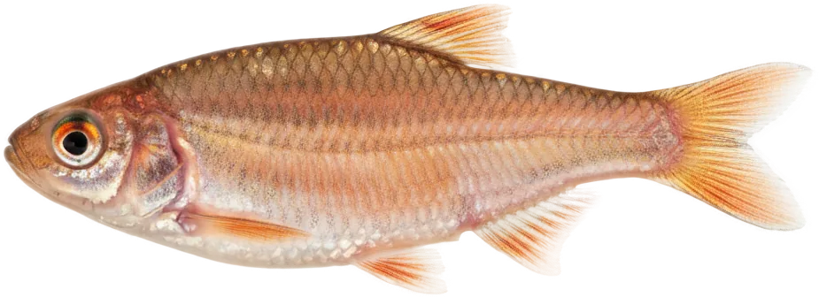Rosy Red Minnow (Pimephales promelas)