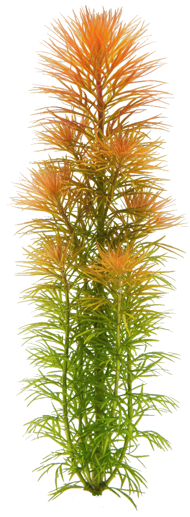 Rotala rotundifolia