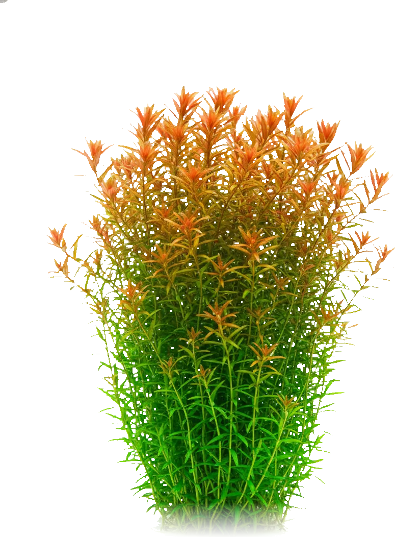 Rotala rotundifolia