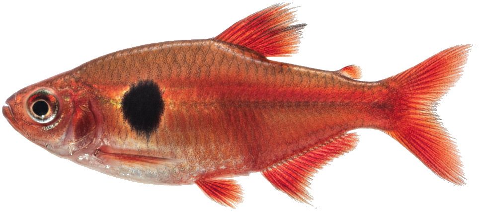 Serpae Tetra