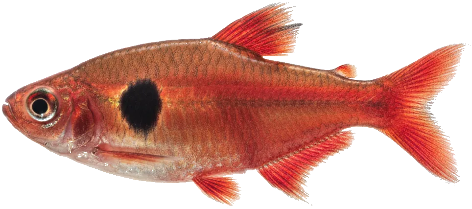 Serpae Tetra (Hyphessobrycon eques)