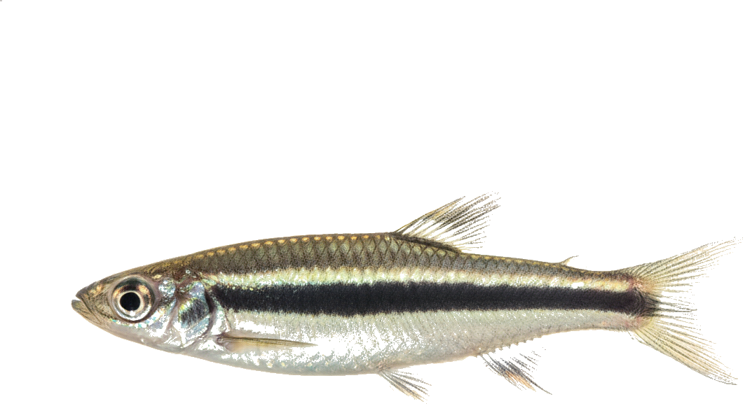 Siamese Algae Eater
