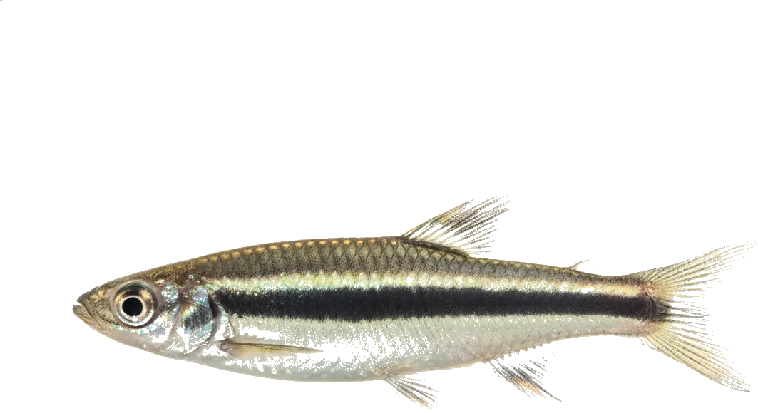 Siamese Algae Eater (Crossocheilus oblongus)