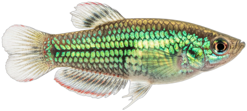 Sparkling Gourami