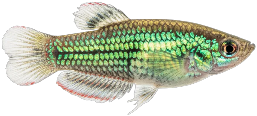 Sparkling Gourami (Trichopsis pulchra)