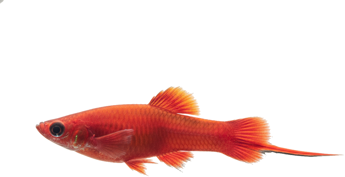 Swordtail