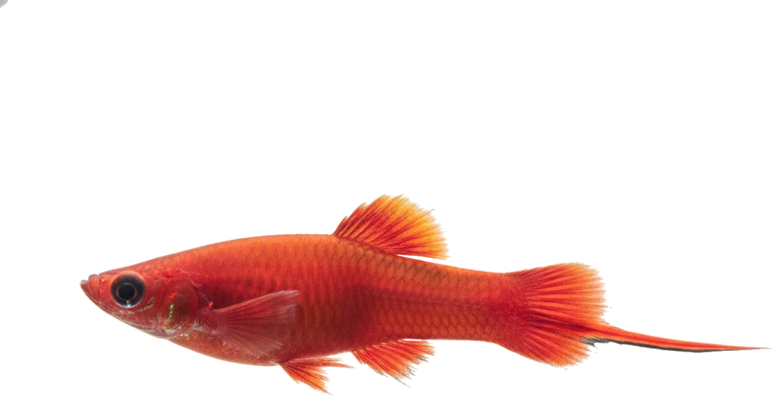 Swordtail (Xiphophorus hellerii)