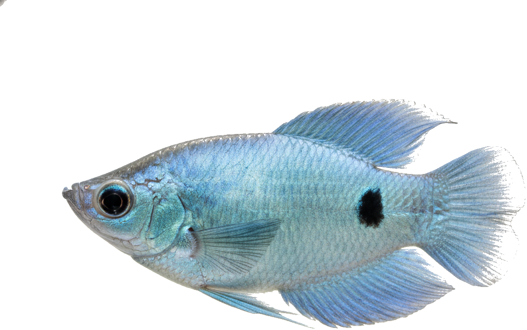 Three-spot Gourami