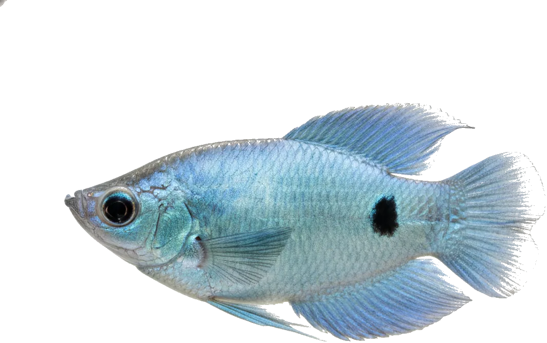 Three-spot Gourami (Trichopodus trichopterus)
