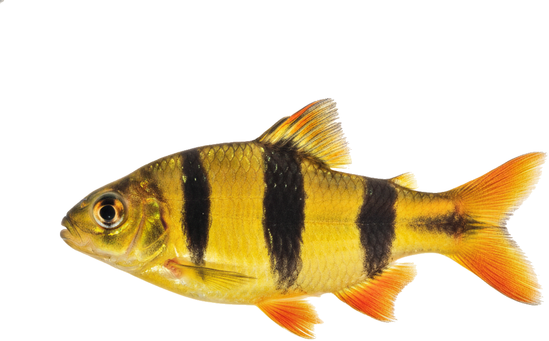 Tiger Barb