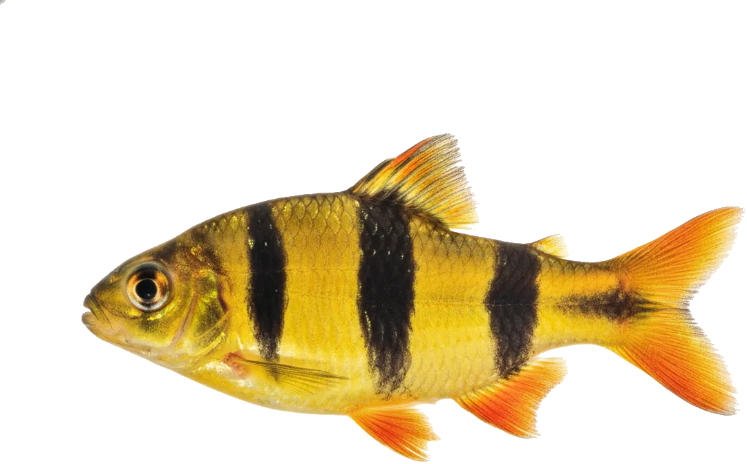 Tiger Barb (Puntigrus tetrazona)