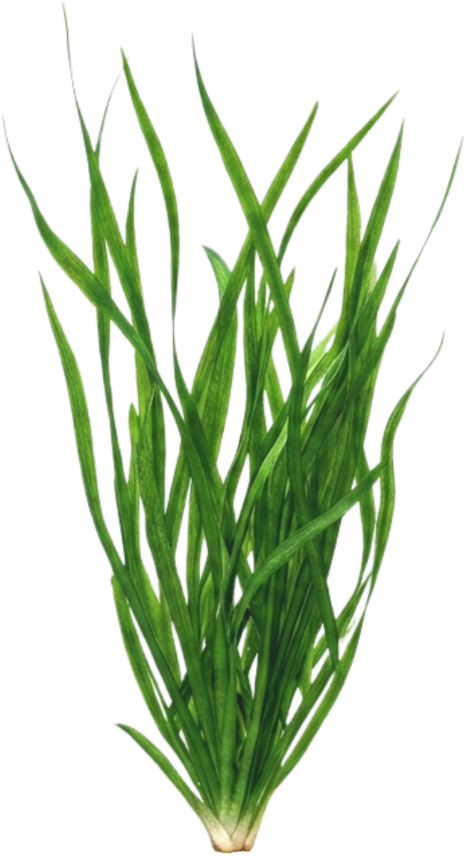 Vallisneria