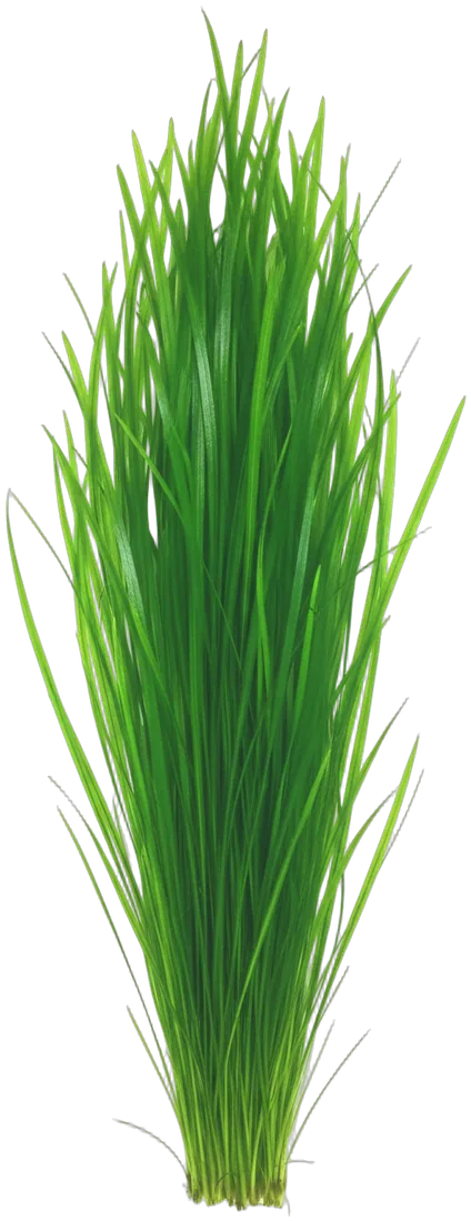 Vallisneria