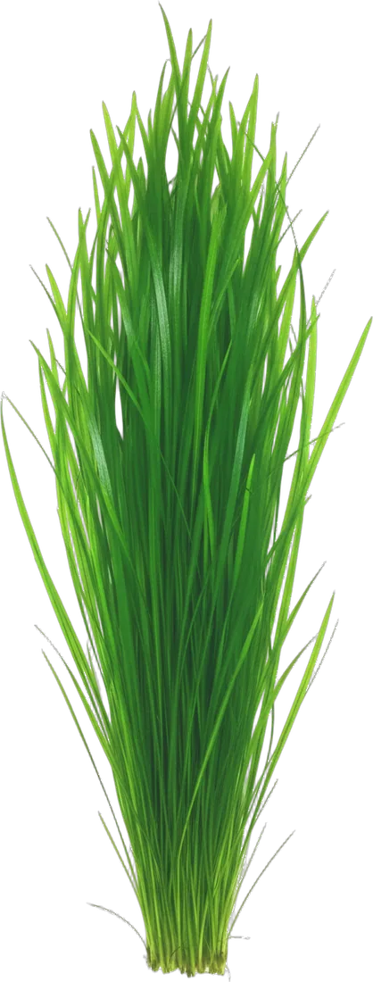 Vallisneria