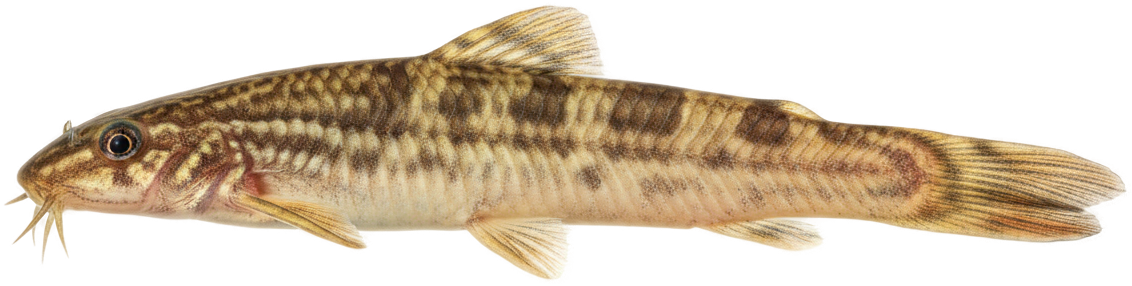 Weather Loach
