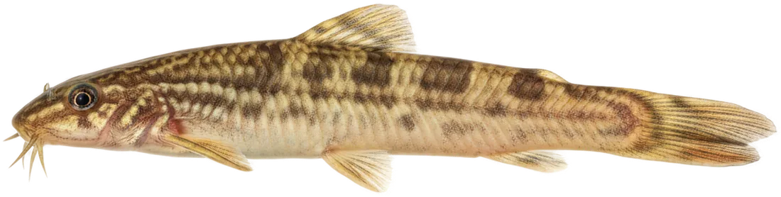 Weather Loach (Misgurnus anguillicaudatus)