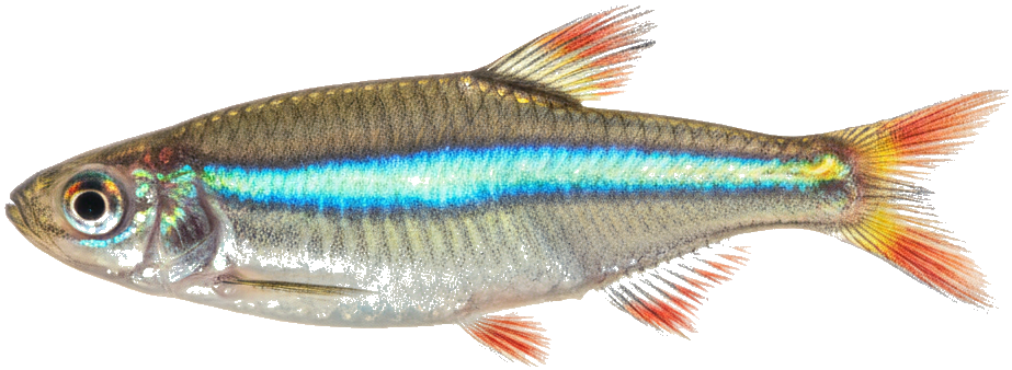 White Cloud Mountain Minnow