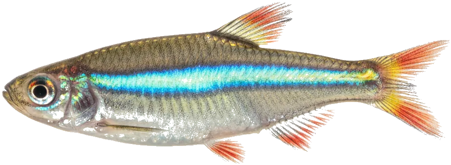 White Cloud Mountain Minnow (Tanichthys albonubes)