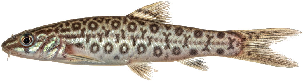 Yoyo Loach