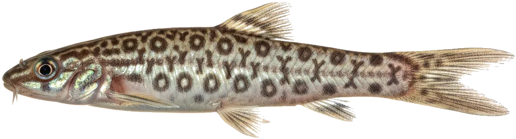 Yoyo Loach (Botia almorhae)