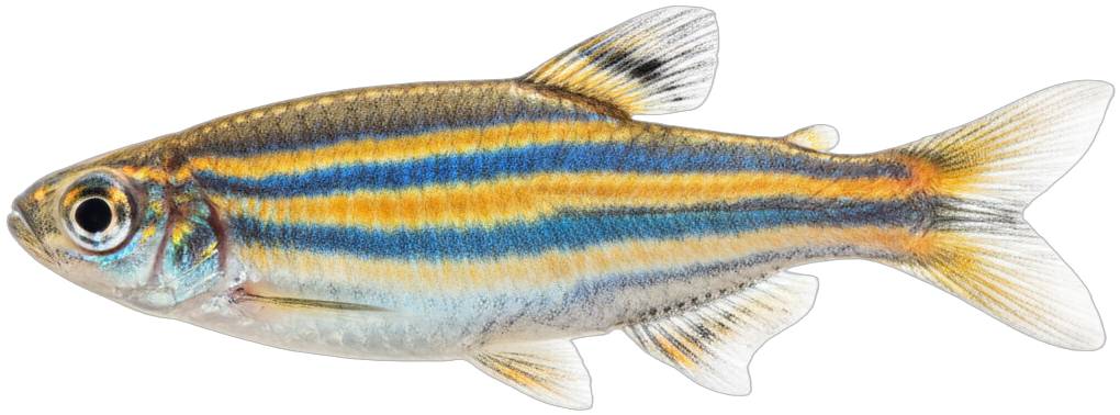 Zebra Danio