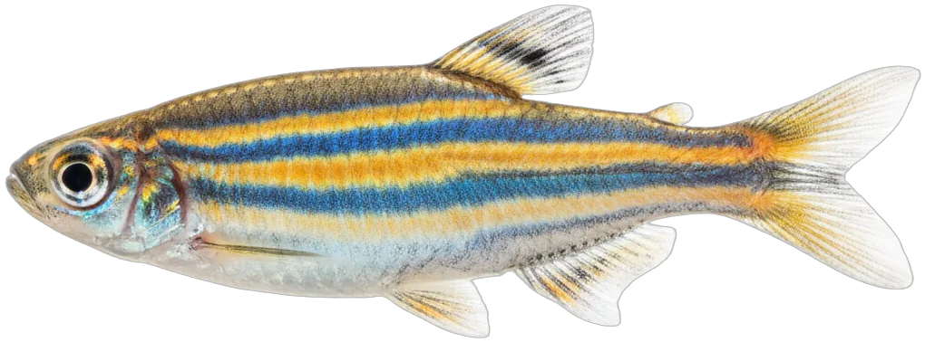 Zebra Danio (Danio rerio)