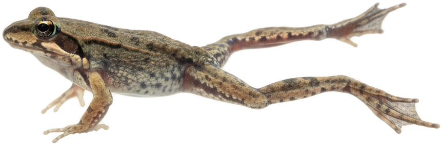 African Dwarf Frog