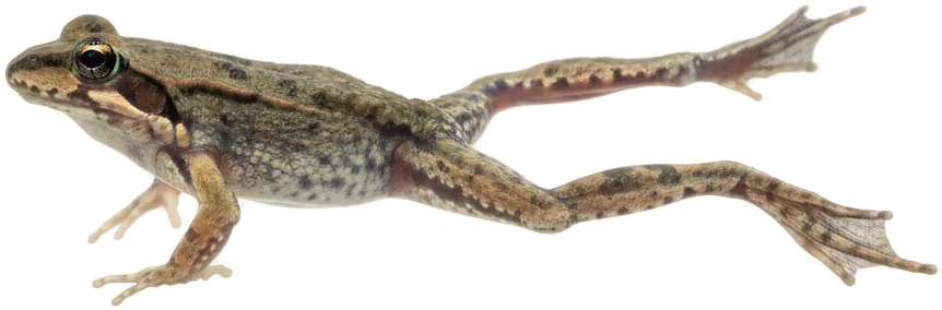 African Dwarf Frog (Hymenochirus boettgeri)