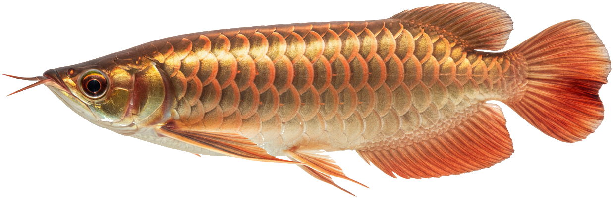 Asian Arowana