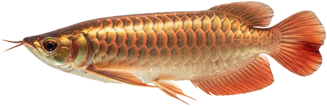 Asian Arowana (Scleropages formosus)
