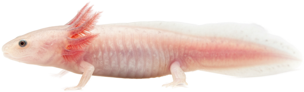 Axolotl