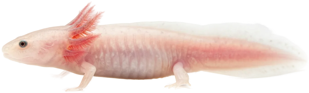 Axolotl (Ambystoma mexicanum)