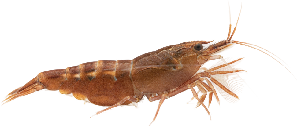Bamboo Shrimp