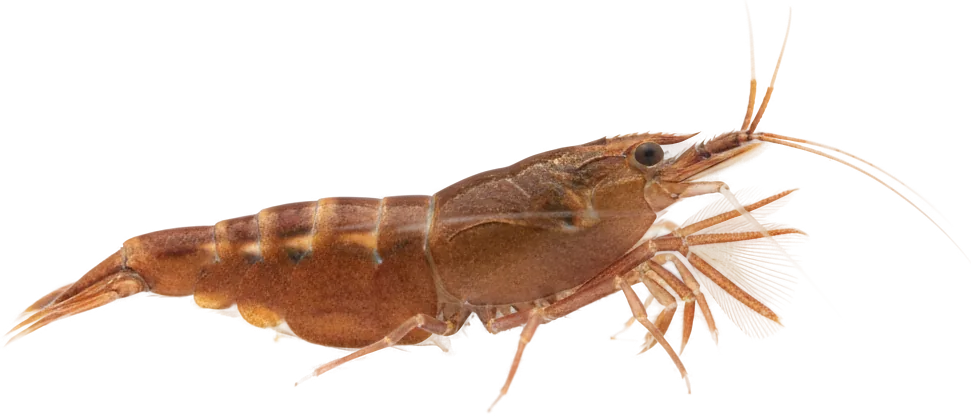 Bamboo Shrimp (Atyopsis moluccensis)