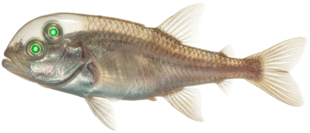 Barreleye (Macropinna microstoma)