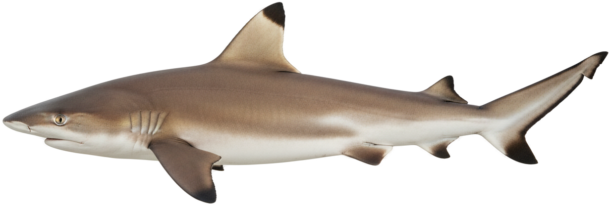 Blacktip Reef Shark