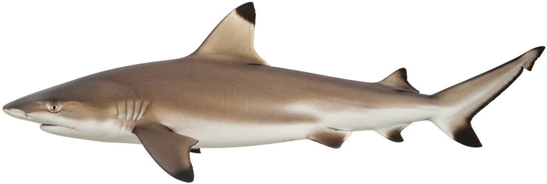 Blacktip Reef Shark (Carcharhinus melanopterus)