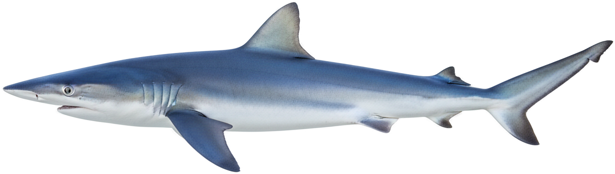 Blue Shark