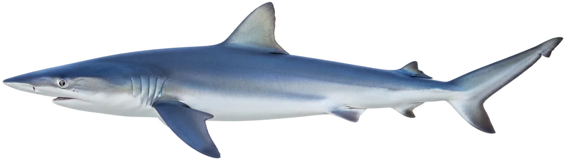 Blue Shark (Prionace glauca)
