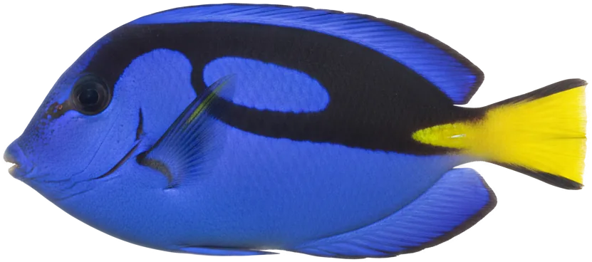 Blue Tang (Paracanthurus hepatus)