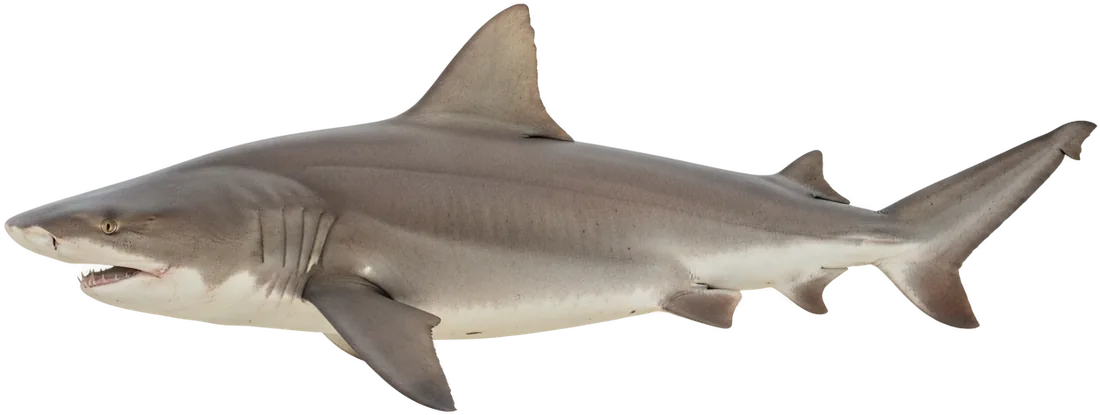 Bull Shark (Carcharhinus leucas)